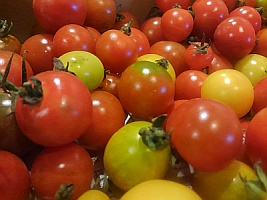 あまり市場流通しない珍しい野菜も各種揃います