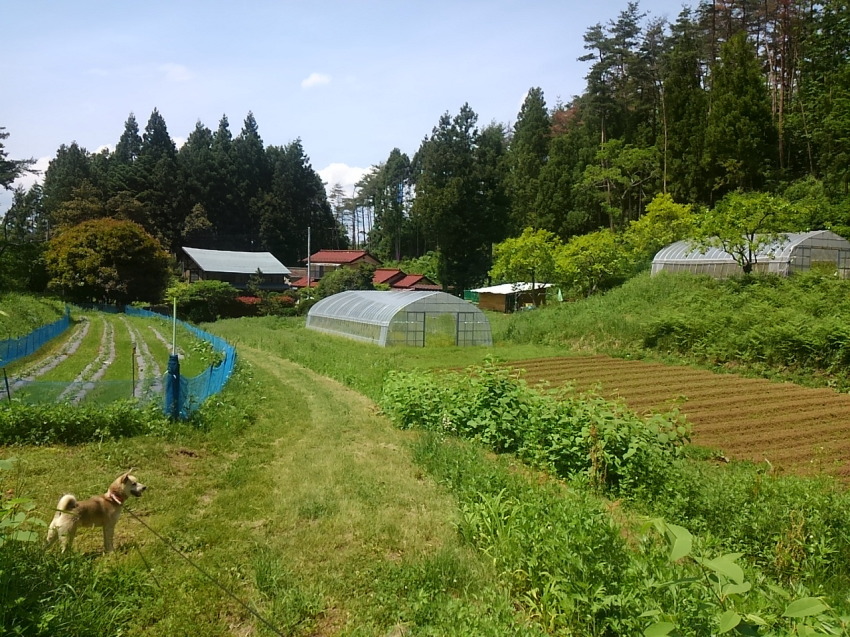家周りの畑、初夏の様子。